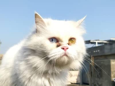 Pèrsian Cat for sale with ood eyes