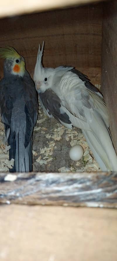 Cocktail Confirmed  breader pair