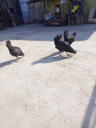 Australorp