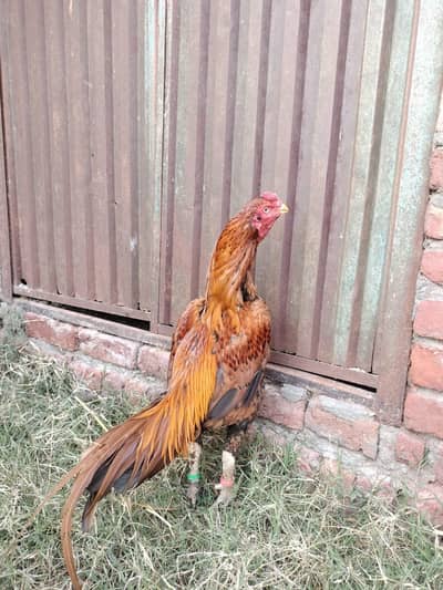 pella patha long tail good quality