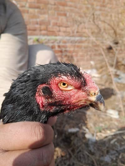 German Shamo pyor black color