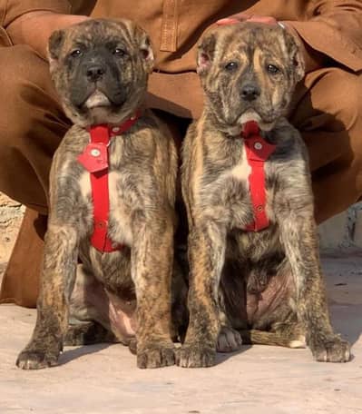 king Turkish kangal pair dabal hadi Havey bone stacture security dogs