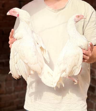 AseelHeera 03041979402