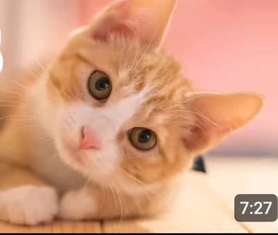 Beautiful Fluffy Cat for Sale