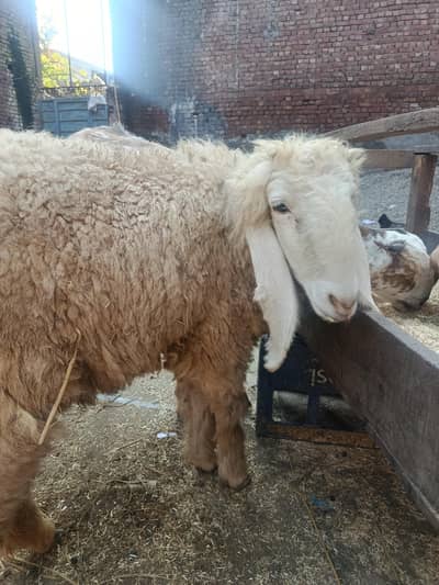 بھیڑ 8 ماہ کی برائے فروخت