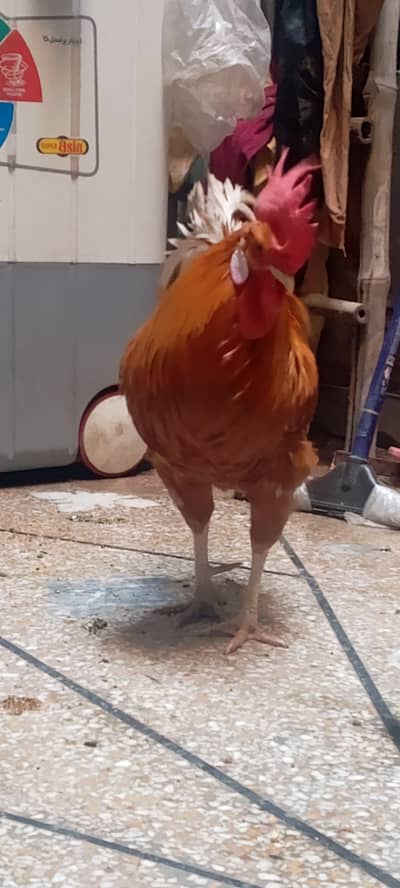 beautiful healthy hen pair