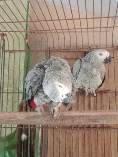 African grey parrot pair