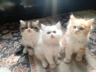 Persian kittens for sell
