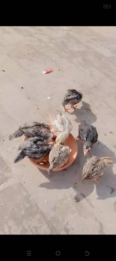 Aseel chiks for sell Age 2 months