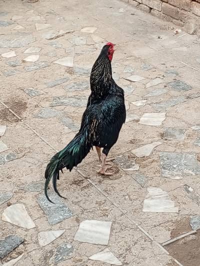 lini Wala rabta kare bai 03149214455