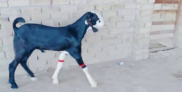 Bakra.    + 03258956386