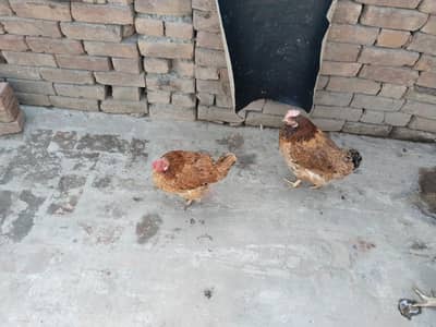 Ando wali Desi murgian for sale par piece 1500  03086770886