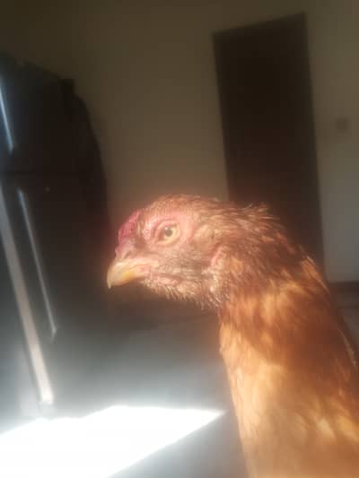 Best Quality Mianwali Aseel Breeder Madi for Sale