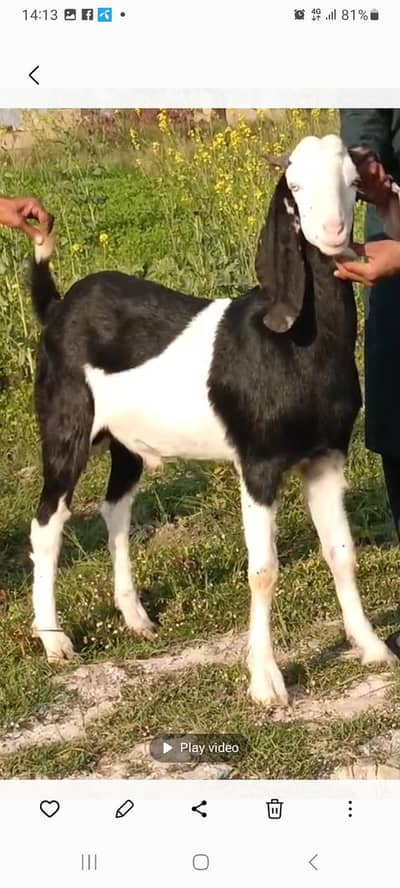 ablak prirt bakra (Qurbani 2026)