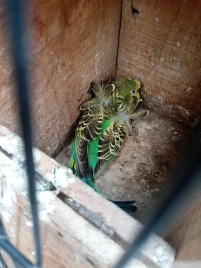 Hogoromo Female for Sale