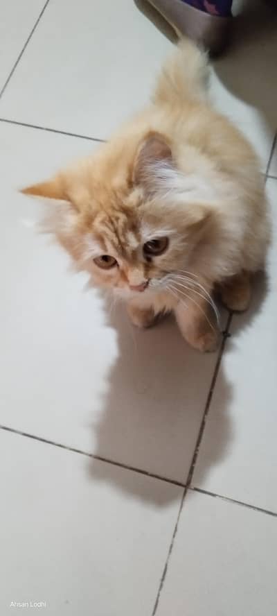 Persian cats pair available for sale  03006112235