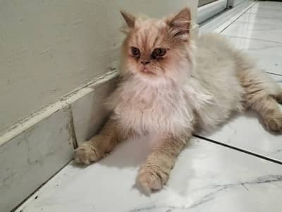 Best home trainined cats male female kids available