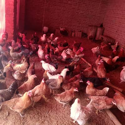 hens available for sell 100 Andy waly