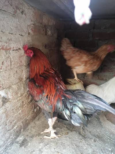 aseel thai murga =desi murgi=or bentum murga