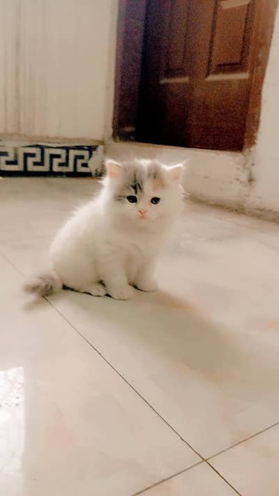 Cute Persian kittens for sale (triple coated)