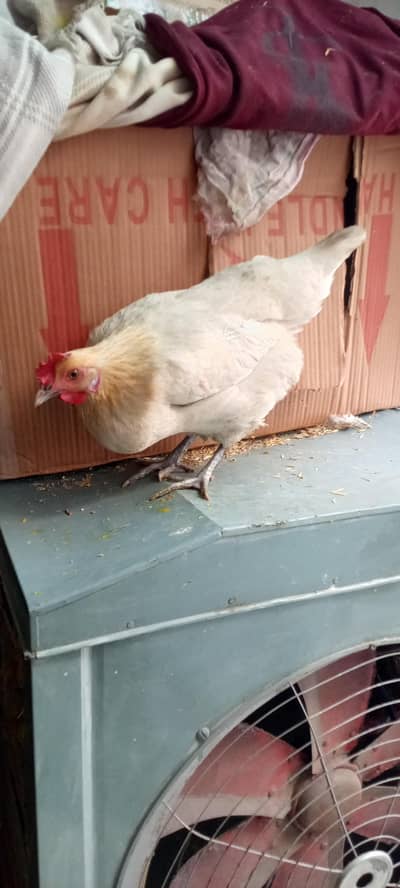 2 golden misri hen Desi murgia egg lying 03078071654