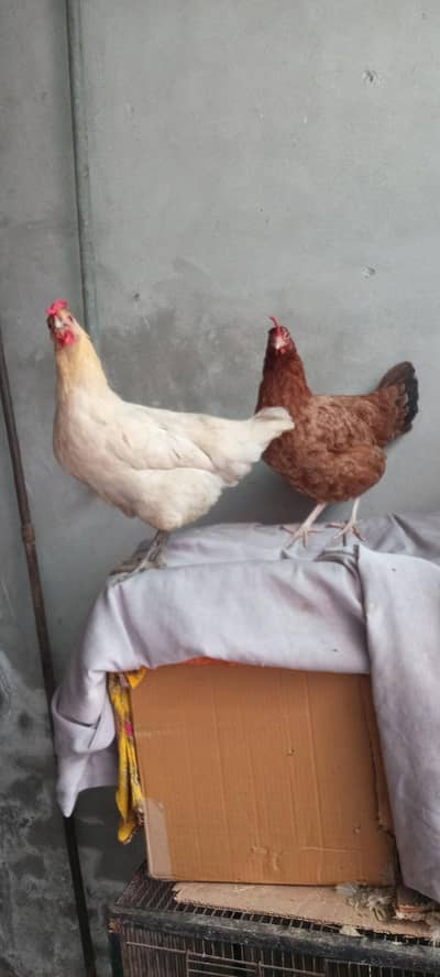 2 golden misri hen Desi murgi egg lying 03078071654