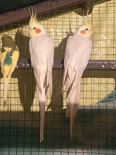 Cockatiel Male 2 piece