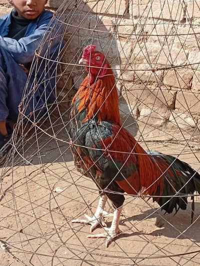 Lakha patha for sale