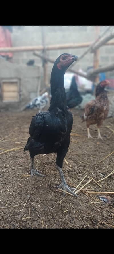 تھائی لینڈی مرغی