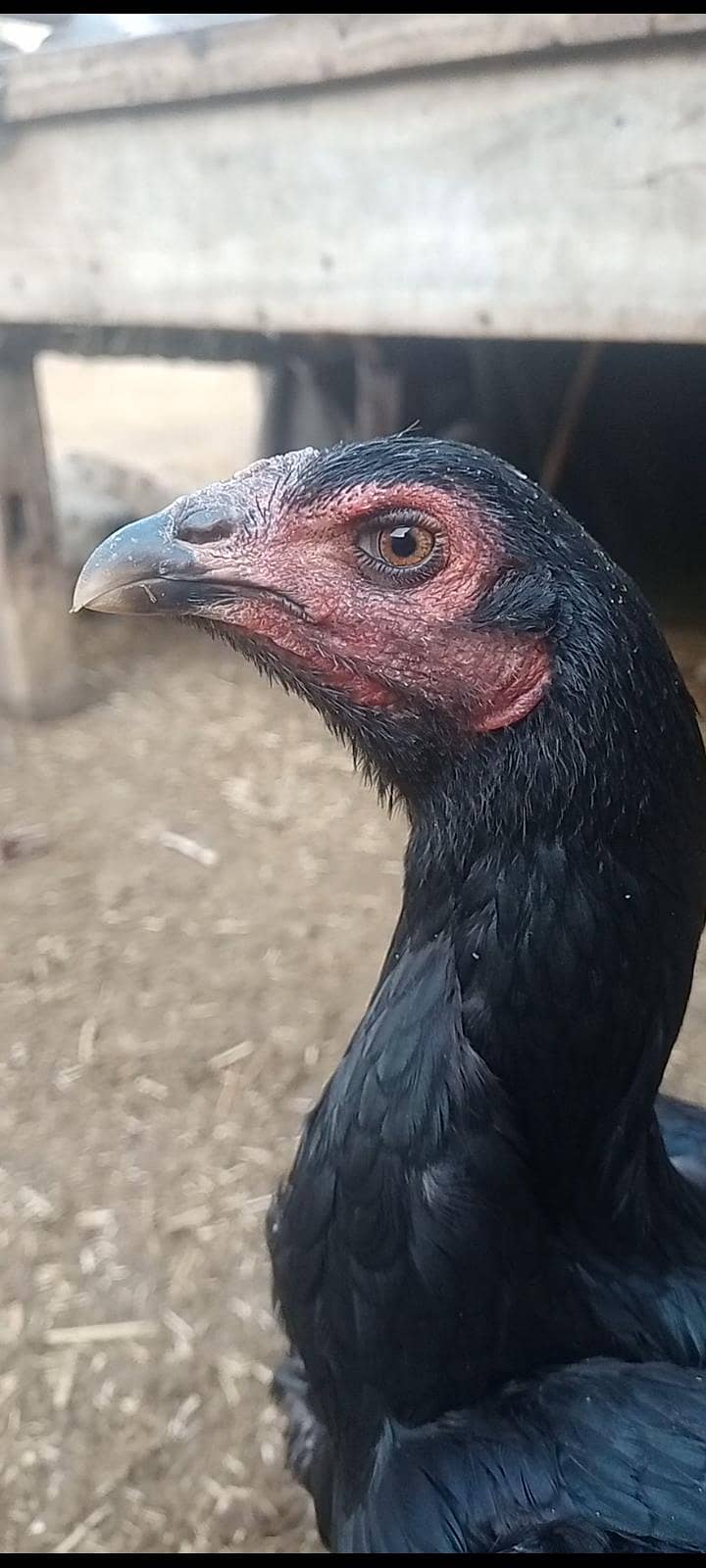 تھائی لینڈی مرغی 2