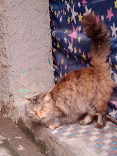 Siberian cat for sale