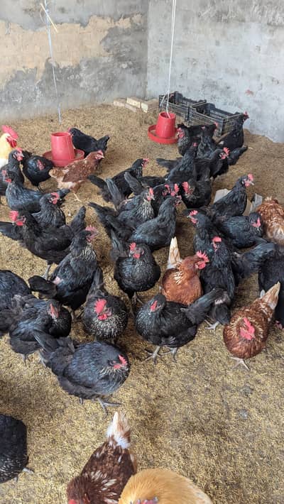 lohman brown | lohman Black |  murghi |  roaster | eggs laying hens |