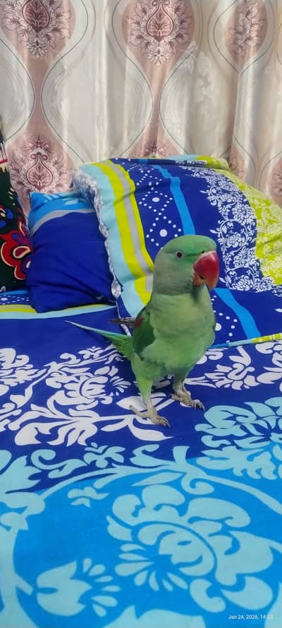 RAW PARROT MALE & GREEN RING NECK  FEMALE