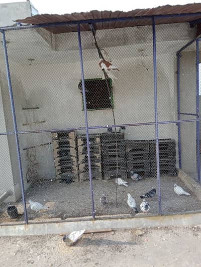 pigeon setup for sale 500 per piece