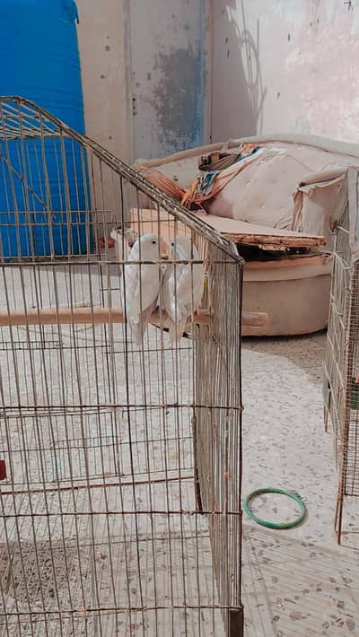 lovebirds pairs and Java pair conform breeder pair