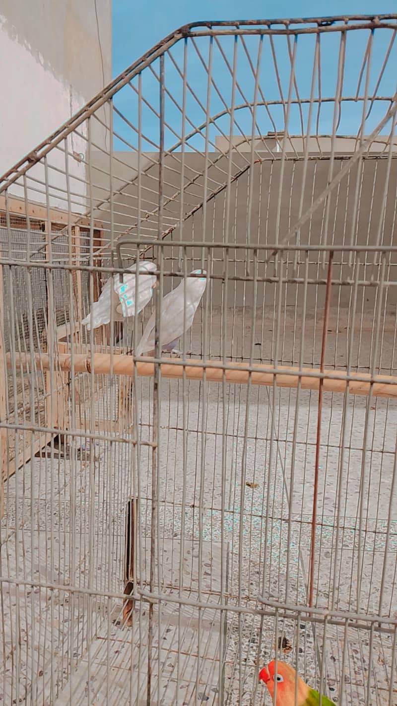 2lovebirds or java pair exchange possible 1