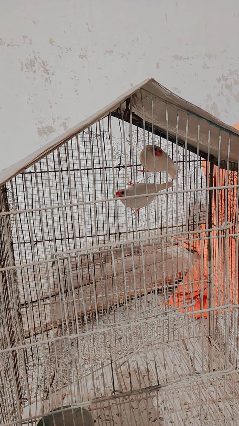 2lovebirds or java pair exchange possible 2