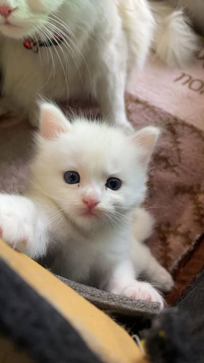 Persain male female triple coated kittens pair available in 12000