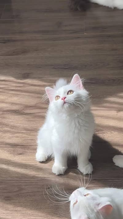 Persian cat for sale my WhatsApp number  0324-12-95-120