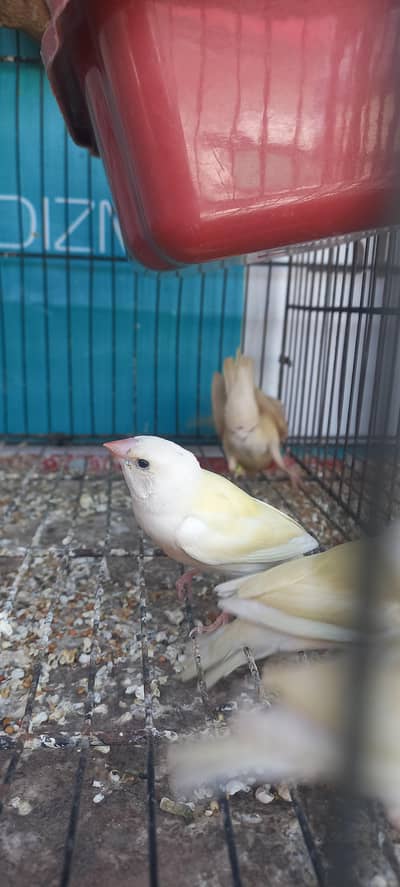 Gouldian Chicks, Mutation Finches and Lutino Fishri