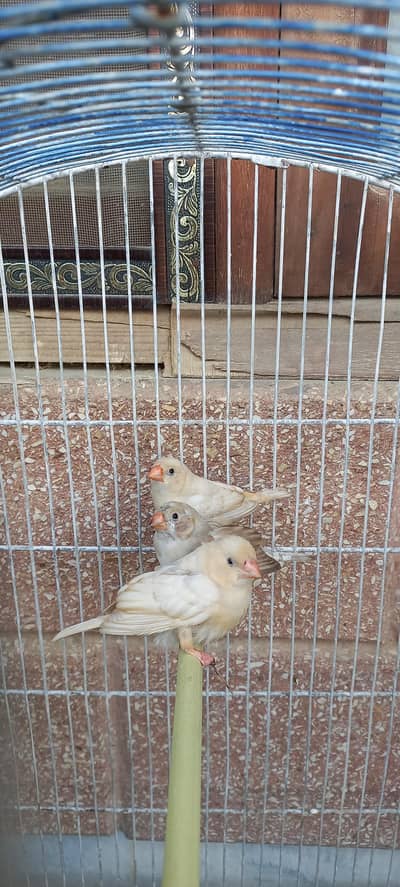 Mutation Finches and Lutino Fishri