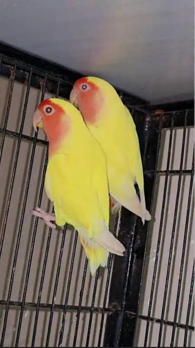 almost eggs de Rahe ha