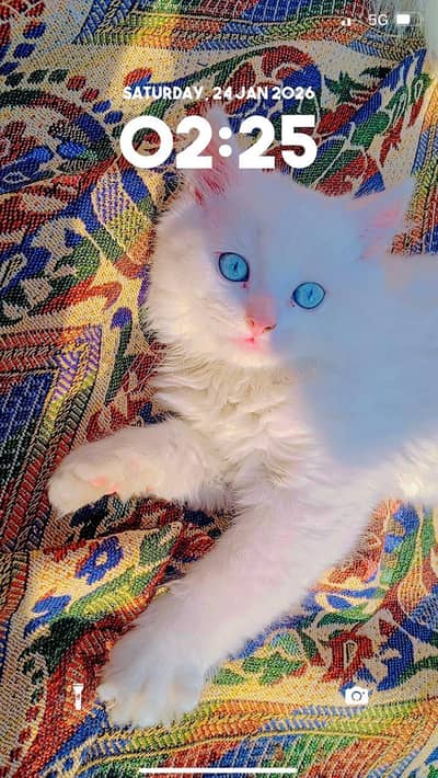 Male kitten triple coted