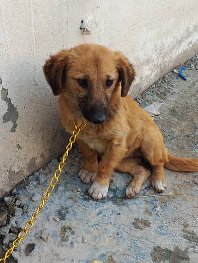 roosi pisti nsl dog female puppy