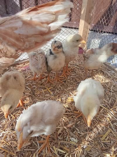 Chicks for sale, 29 days old