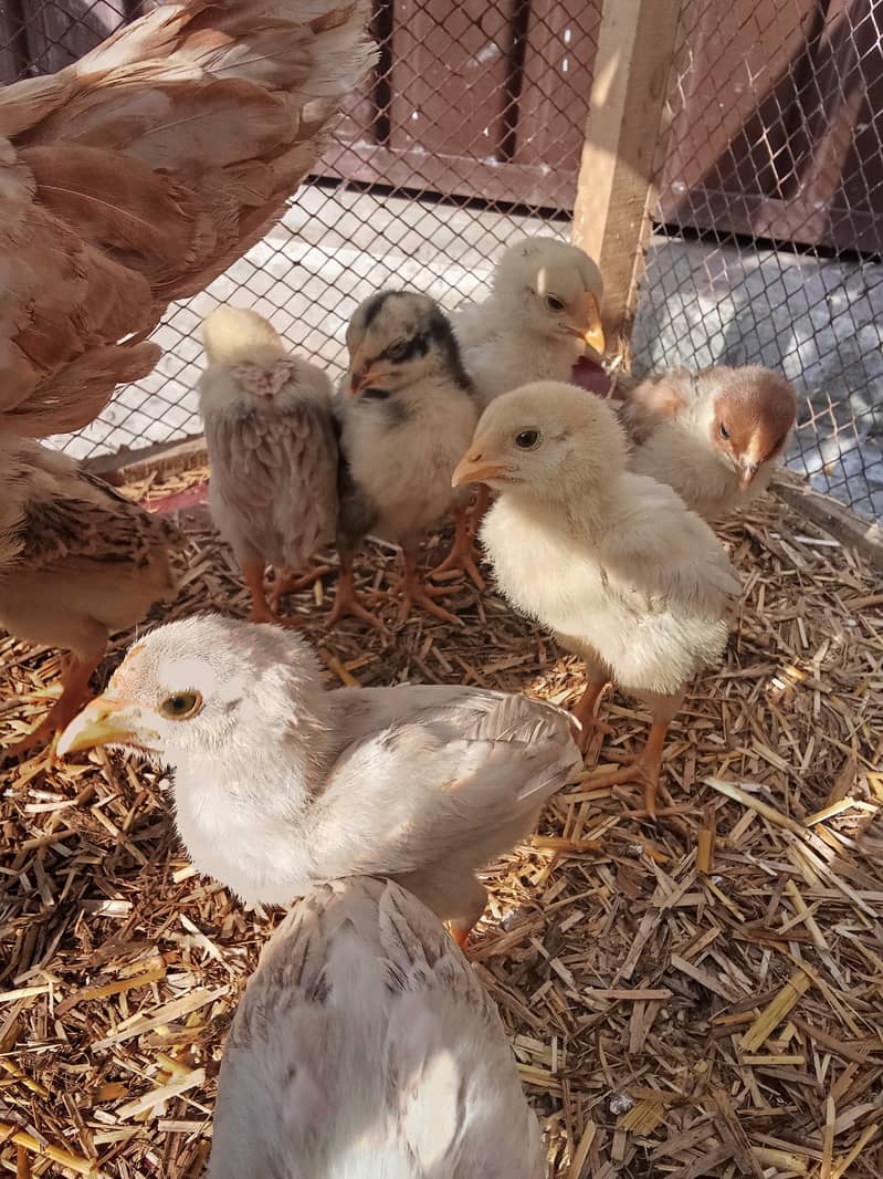 Main Wali Chicks 1