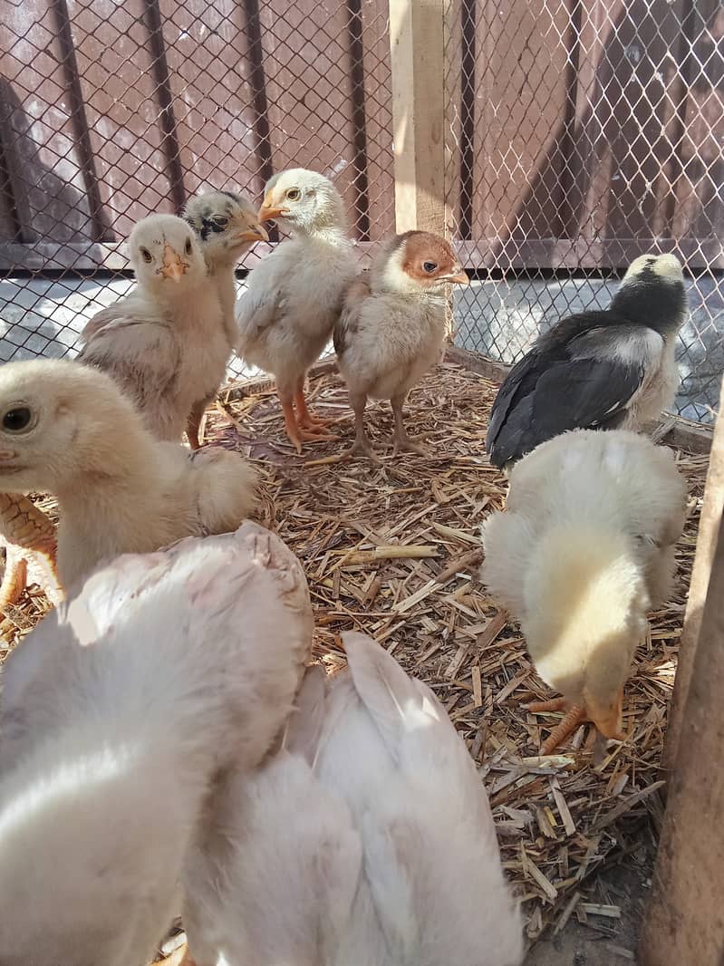 Main Wali Chicks 2