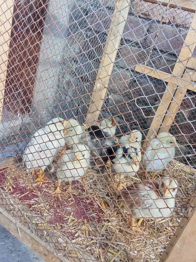 Main Wali Chicks 5