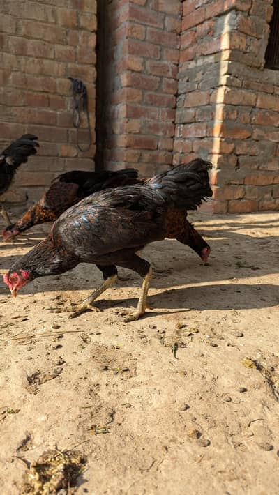 Thai and Desi Cross Pathy