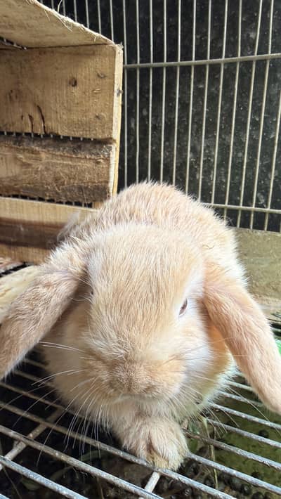 Golden Healthy and Active Pair